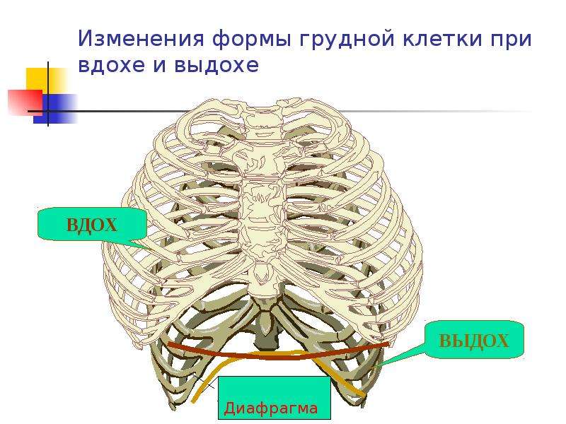 Грудная клетка при вдохе