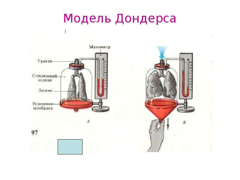 Модель физиолога дондерса