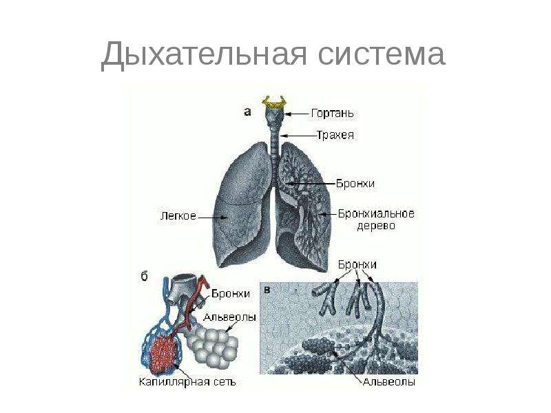 Внешнее дыхание картинка