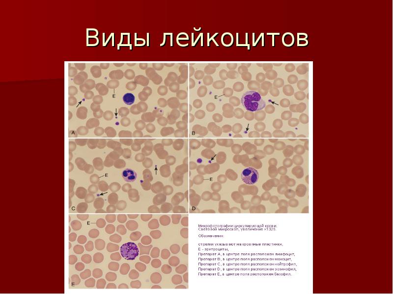 Обозначьте на рисунке виды лейкоцитов дайте их характеристику