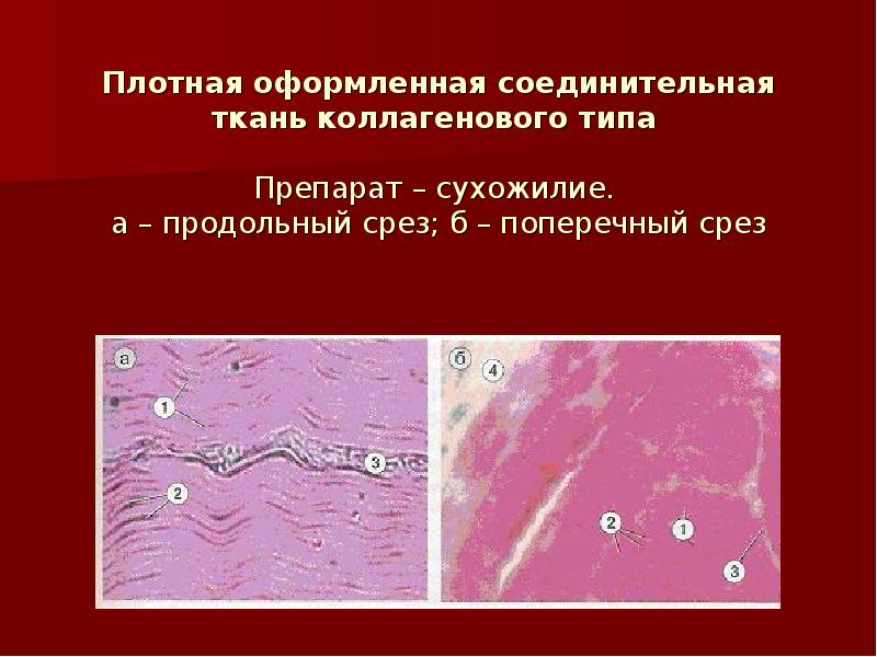 Плотно оформленная. Плотная неоформленная соединительная ткань продольный срез. Плотная оформленная соединительная ткань сухожилия гистология. Плотная оформленная соединительная ткань препарат поперечный срез. Плотная неоформленная соединительная ткань поперечный срез.