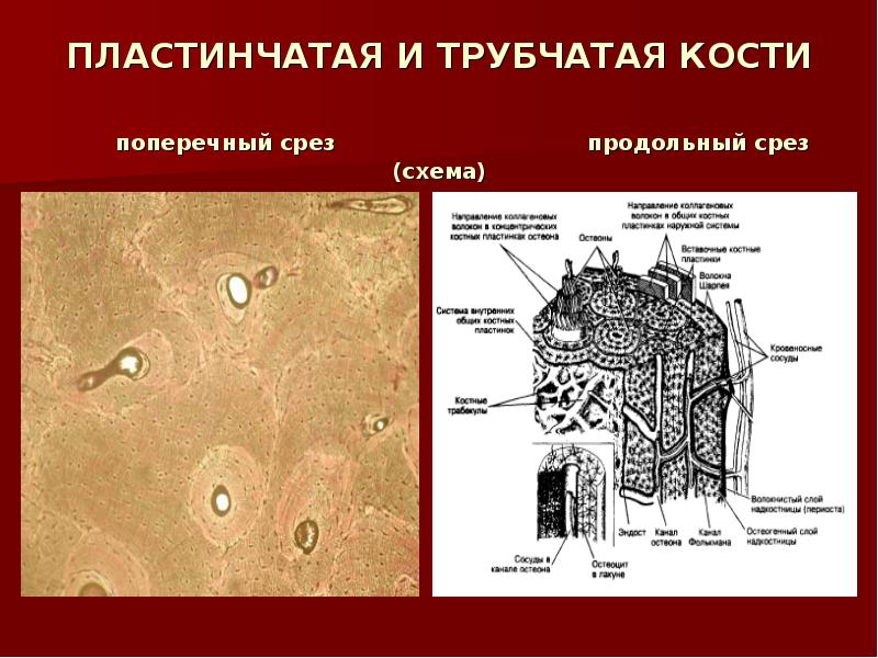 Рисунок костного канальца