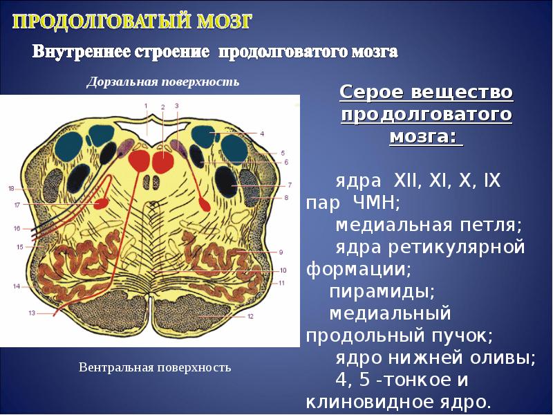 Какое строение имеет продолговатый мозг. Продолговатый мозг морфология. Внешние структуры продолговатого мозга:. Наружное строение продолговатого мозга анатомия. Ядра моста продолговатого мозга.