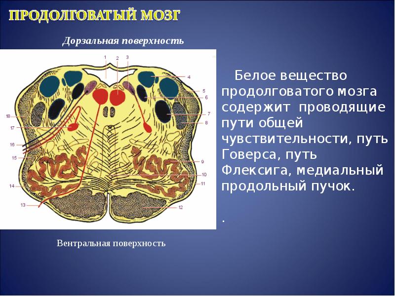 Продолговатый мозг входит в состав. Продолговатый мозг ядра Гайворонский. Продолговатый мозг морфология. Клиновидный бугорок продолговатого мозга. 1. Продолговатый мозг, топография.