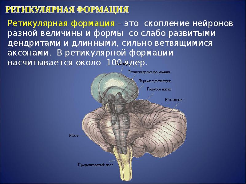 Роль продолговатого мозга. Ретикулярная формация ствола головного мозга. Ретикулярная формация заднего мозга. Ядра ретикулярной формации продолговатого мозга. Ретикулярная формация головного мозга функции.