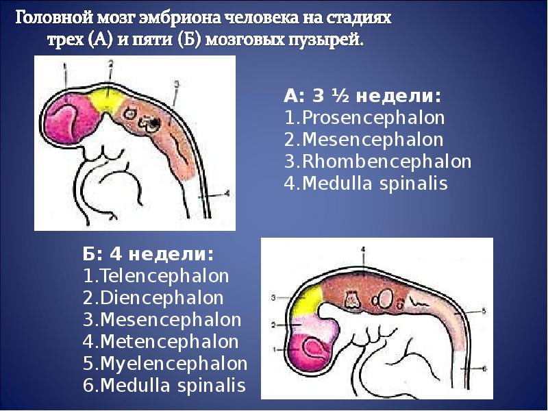 Стадия пяти мозговых пузырей. Головной мозг эмбриона на стадии 3 и 5 пузырей. 5 Мозговых пузырей эмбриона человека. Эмбриогенез головного мозга стадия 3 и 5 пузырей. Стадии трех и пяти мозговых пузырей.