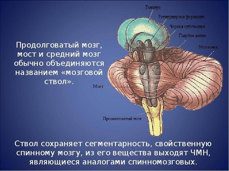 Продолговатый мозг и мост. Головной мозг продолговатый мозг. Продолговатый мозг мост и мозжечок. Строение продолговатого мозга и моста. Варолиев мост ЧМН.