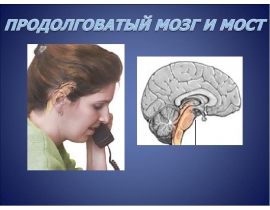 Функцион. морфология продолговатого мозга и моста