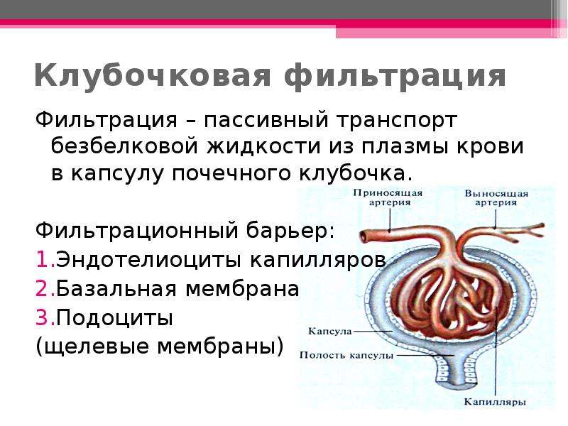 Анализ клубочковая фильтрация почек