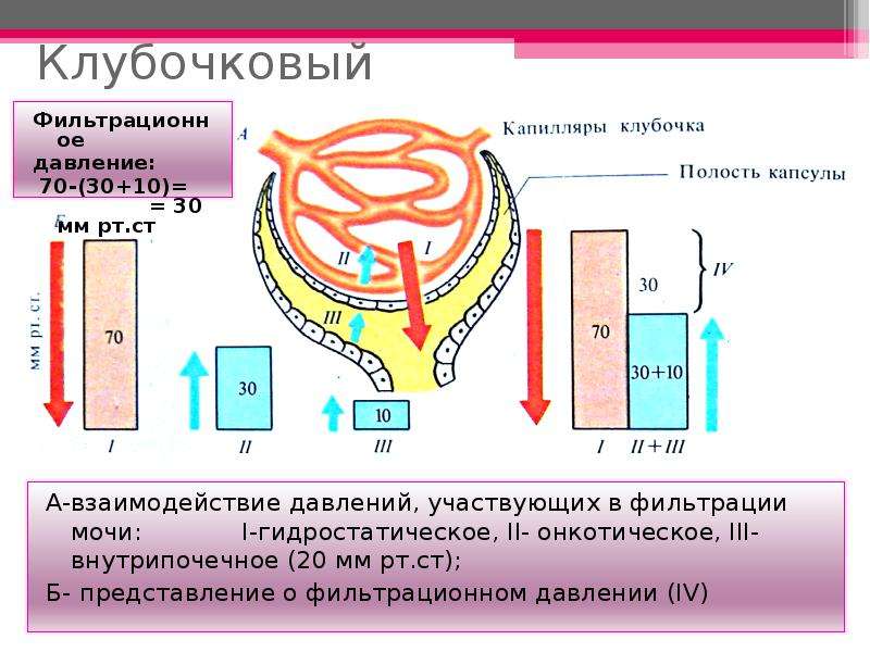 Клубочковая фильтрация. Механизм клубочковой фильтрации физиология. Механизм фильтрации в почках.