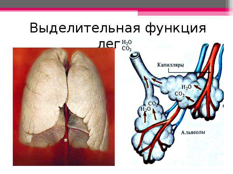 Функции легочных пузырьков. Выделительная функция легких. Легкие выделительная функция. Легкие функции легких. Экскреторная функция легких.