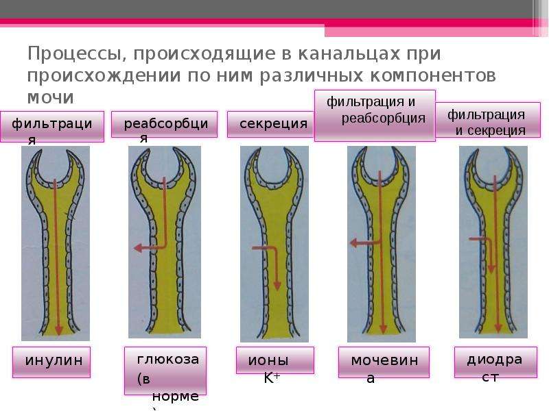 Процесс происхождения. Процессы происходящие в канальце. Основы выделительных процессов. Как происходит выделительные процессы. Ановаза происходящие процессы.