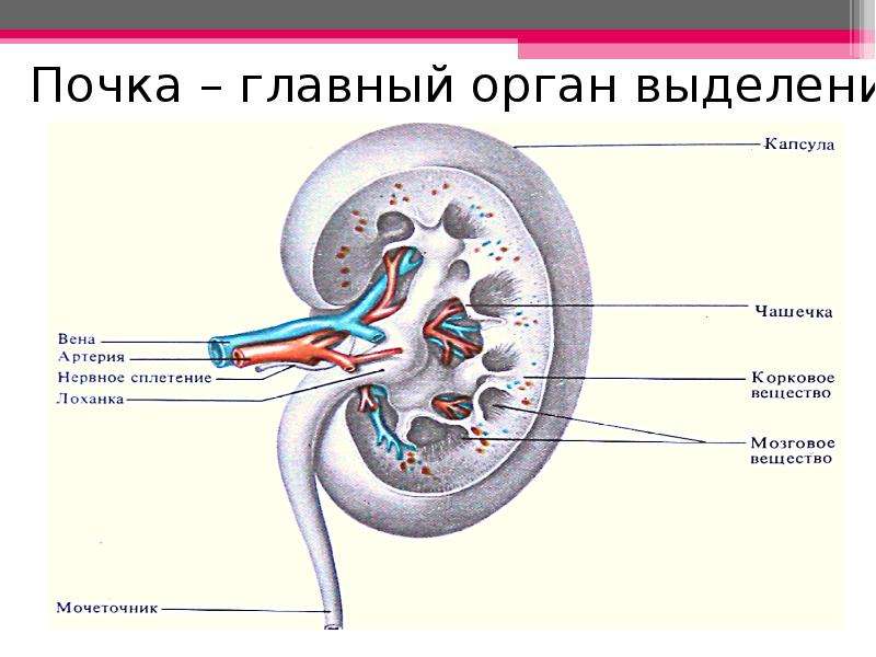 Выделительная система почки презентация