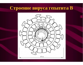 Строение вируса гепатита В