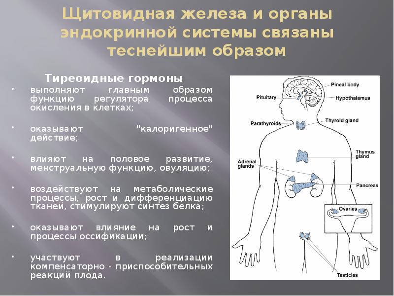 Презентация по теме щитовидная железа