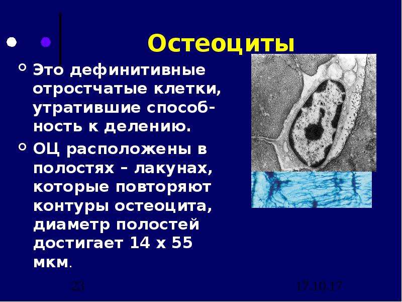 Остеоцит. Остеоциты. Остеоцит органеллы. Отростчатые клетки. Дефинитивные клетки это.