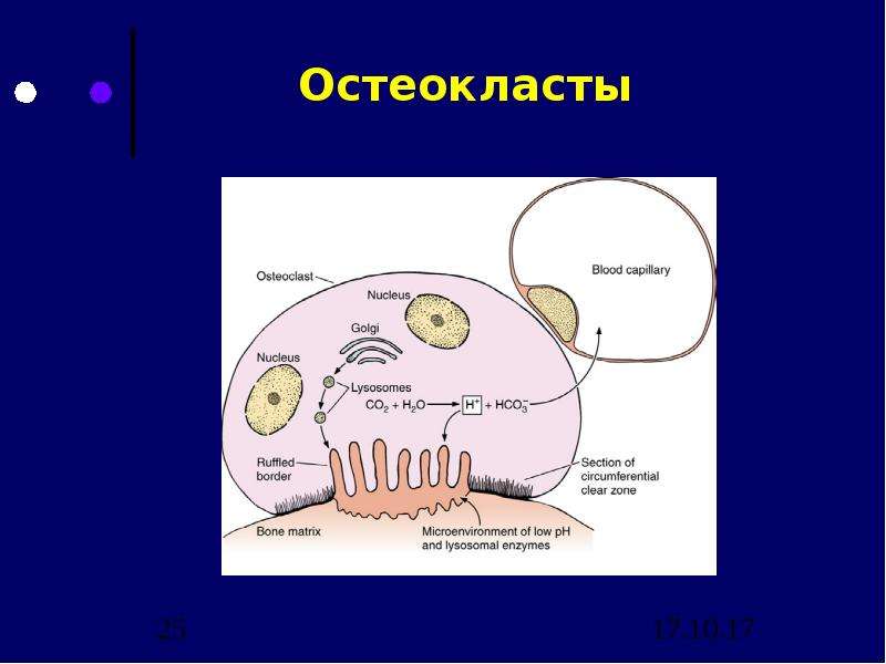 Схема строение остеокласта