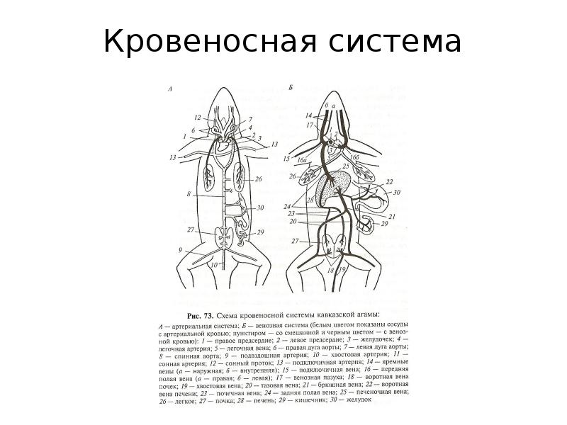 Схема строения кровеносной системы ящерицы