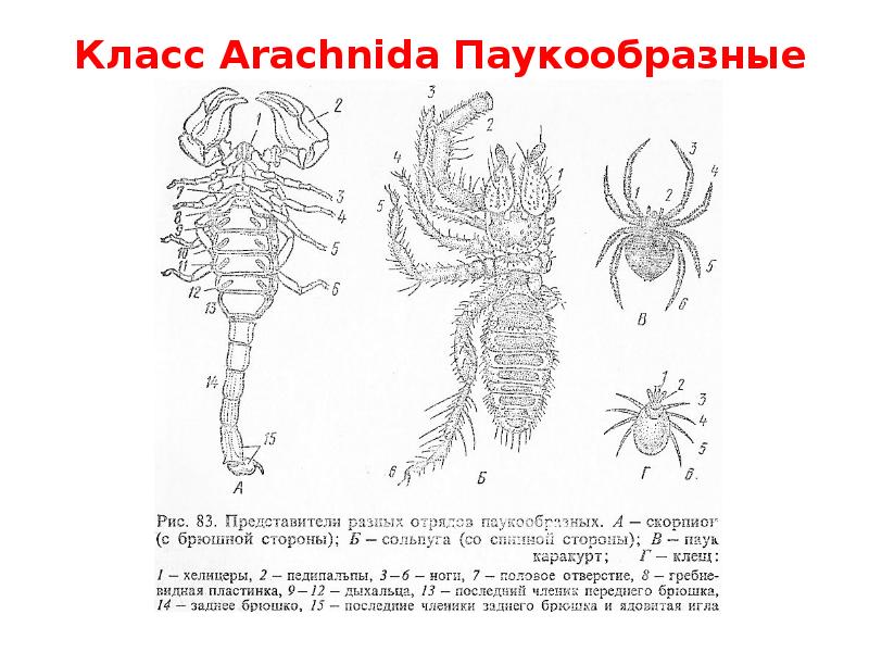 Класс Arachnida Паукообразные