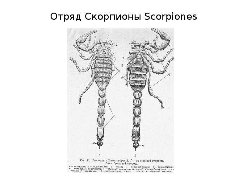 Отряд Скорпионы Scorpiones