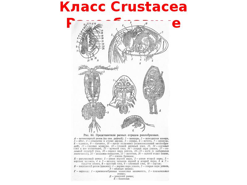 Класс Crustacea Ракообразные