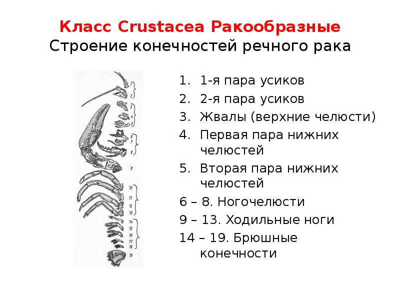 Класс Crustacea Ракообразные Строение конечностей речного рака 1-я пара усиков 2-я пара усиков Жвалы
