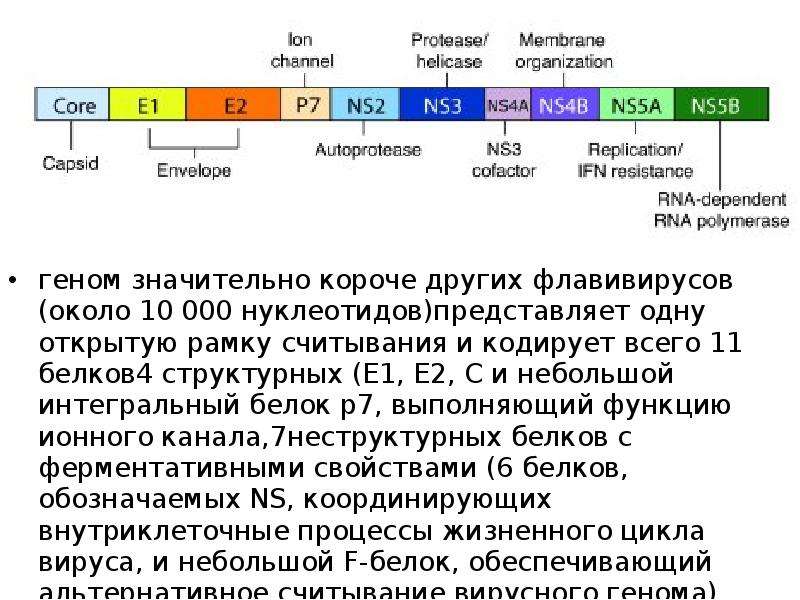 Фрагменты гена. Рамка считывания Гена это. Открытая рамка считывания. Рамка считывания генетического кода. Геном вируса кори и кодируемые им структурные белки.