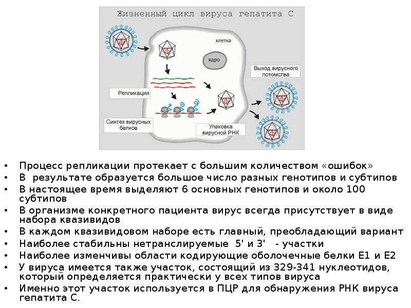 Жизненный цикл вируса паротита 2006. Жизненный цикл вируса таблица. Схема жизненного цикла вируса гепатита в.