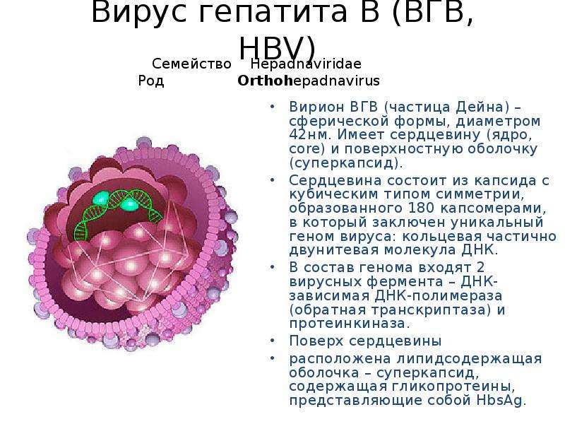 Вирусный гепатит задачи. Частица Дейна вируса гепатита. Вирус гепатита а строение вируса. Вирусный гепатит б строение. Строение вириона гепатита в.