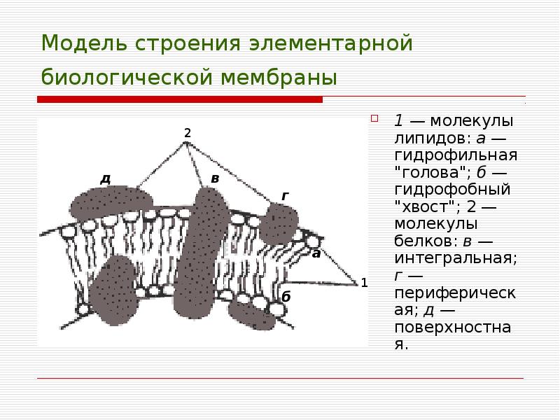 Биологические структуры