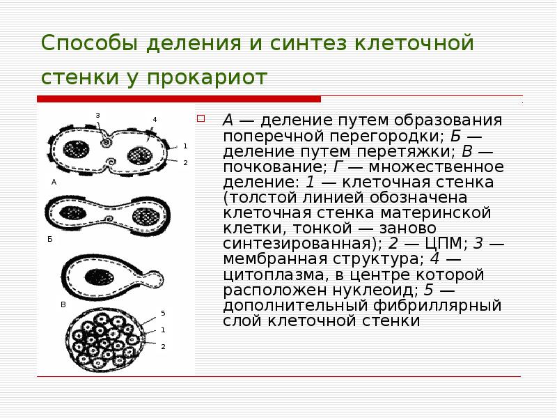 3 способа деления клетки. Способы деления клетки. Множественное деление клетки. Множественное деление бактерий. Микроскопические грибы прокариоты.