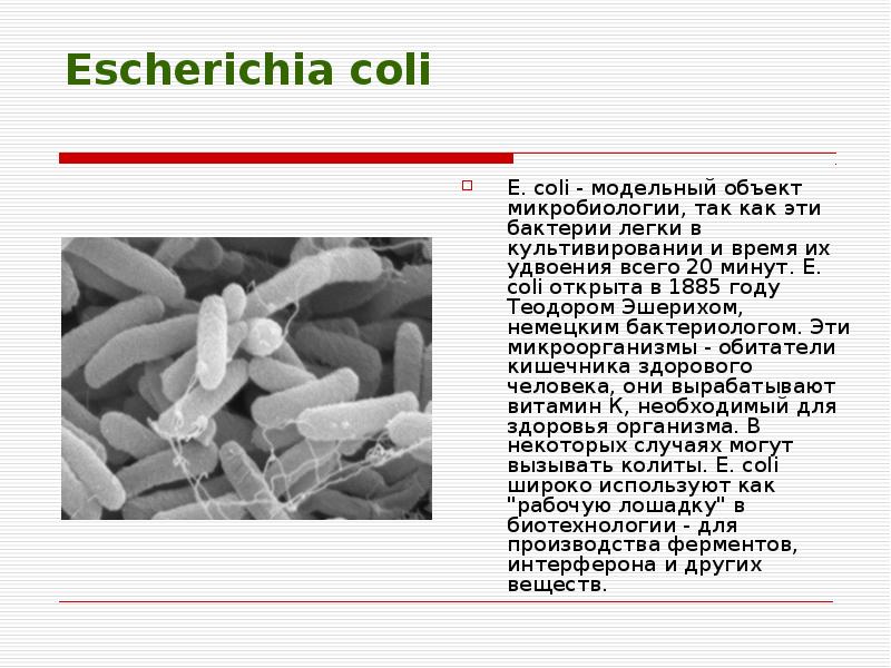 Escherichia coli что это у мужчин. Бактерия эшерихия коли. Эшерихии группа бактерий. Форма бактерии Escherichia coli. Эшерихия коли строение.