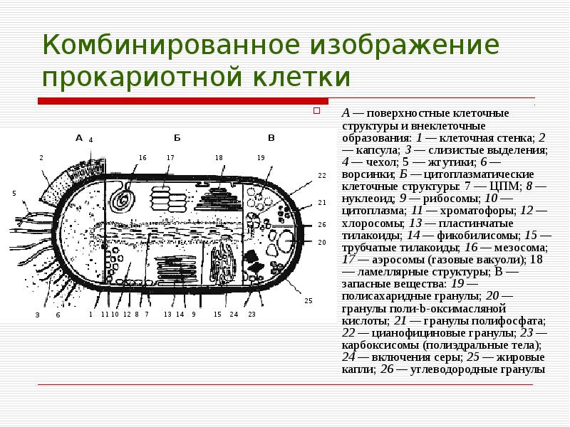 Строение прокариотической клетки рисунок