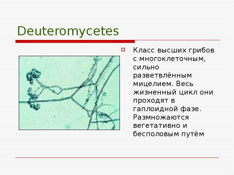 Жизненный цикл пеницилла. Микроскопические грибы прокариоты. Строение микроскопических грибов. Разветвленный гаплоидный мицелий.