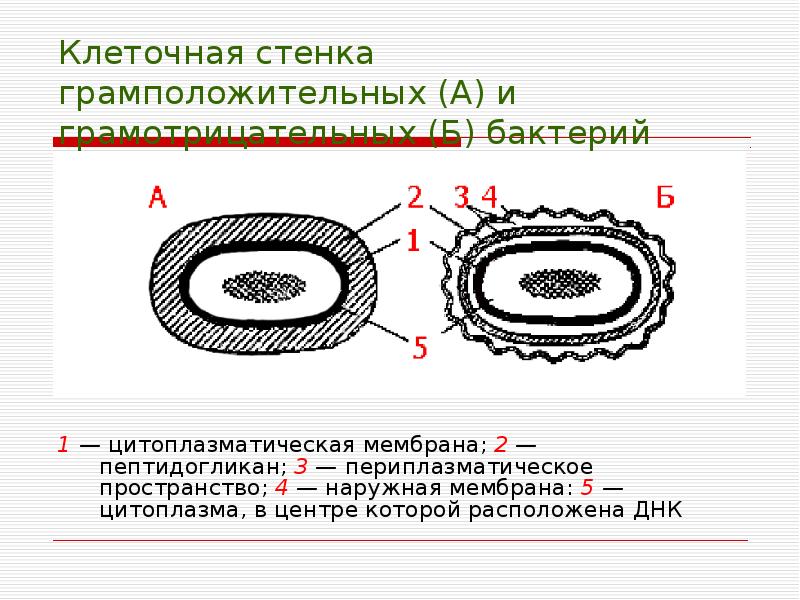 Стенка бактерий