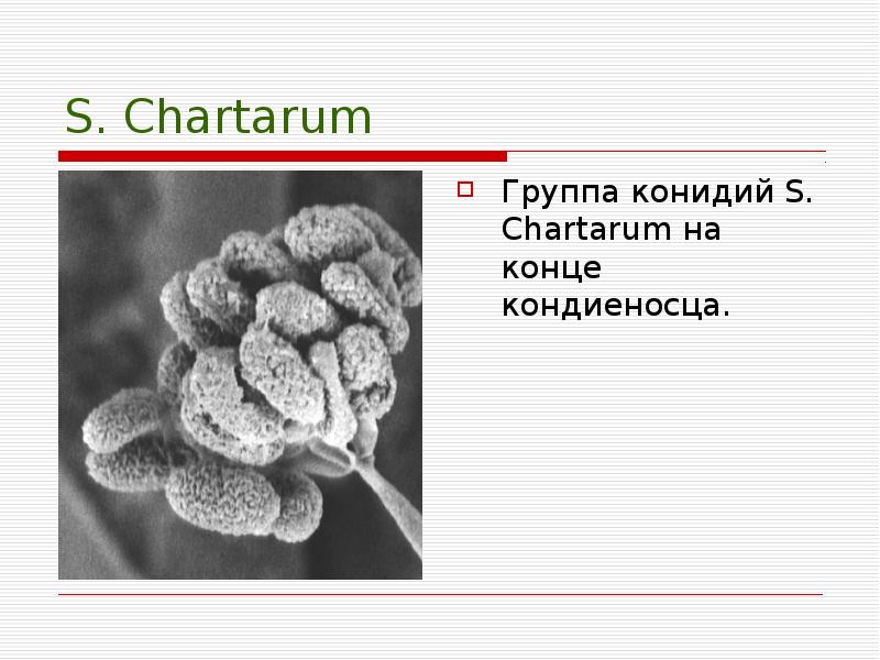 Микроскопические грибы презентация 3 класс