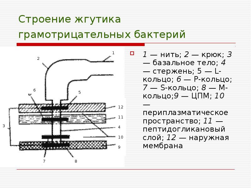 Строение жгутиков