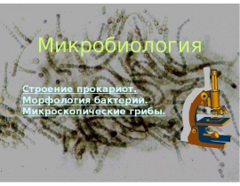 Строение прокариот, морфология бактерий, микроскопические грибы