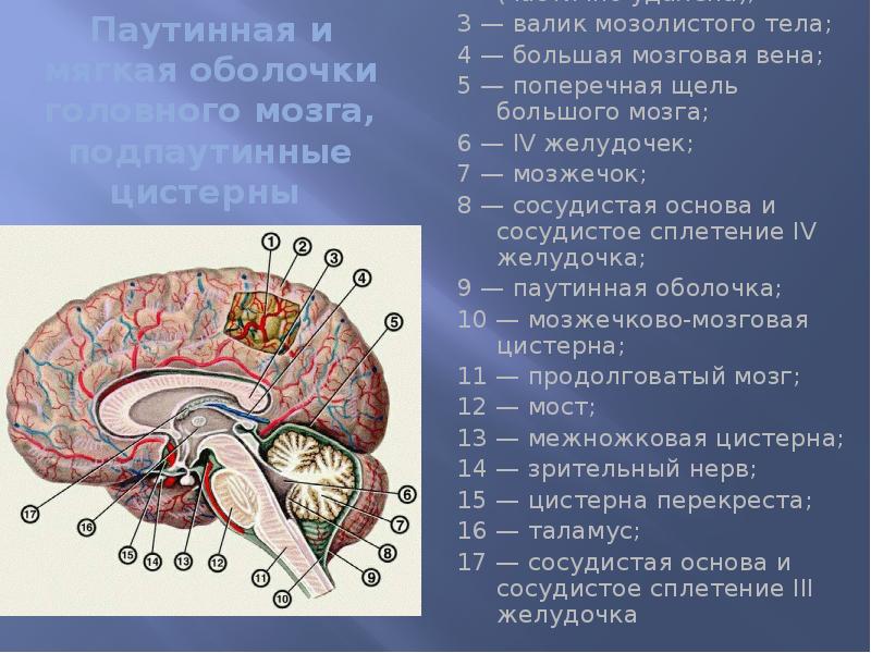 Клюв мозолистого тела