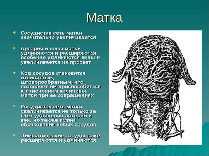 Сосуды матки. Артерии кровоснабжающие матку. Кровеносная система матки. Сосуды матки схема.