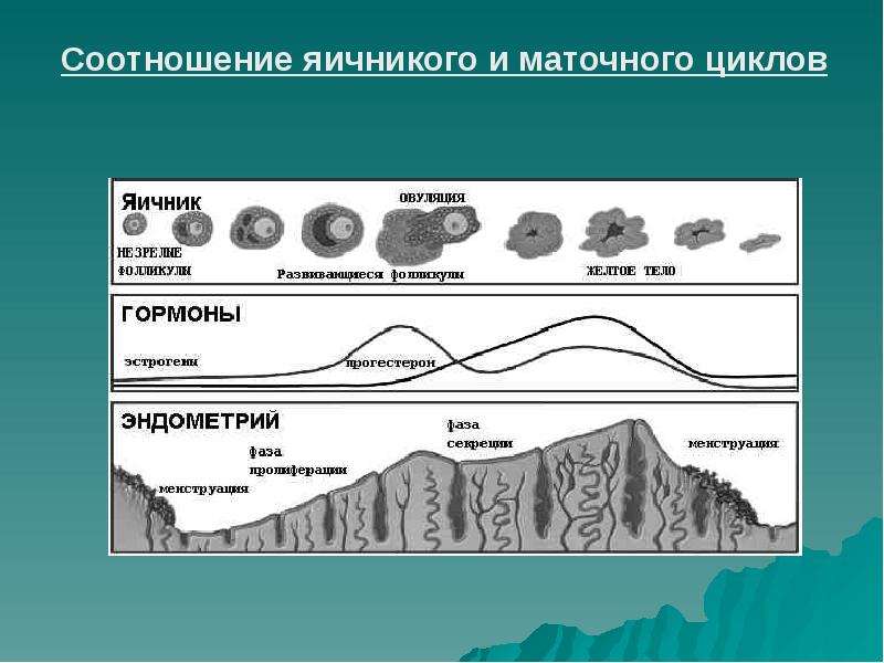 Маточный цикл. Фазы маточного цикла. Опишите фазы маточного цикла. Перечислите фазы маточного цикла.