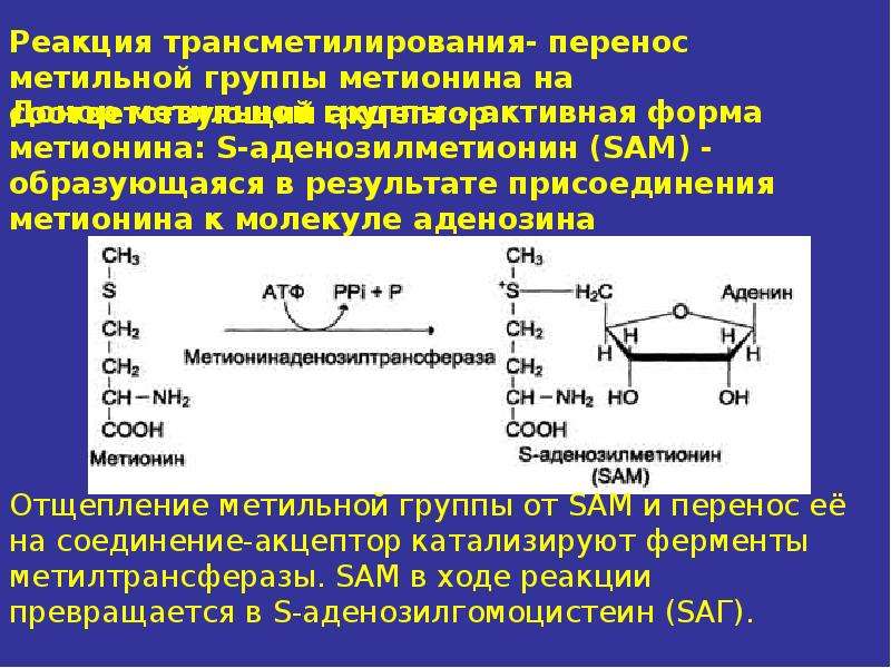 Пэт с метионином. Трансдезаминирование биохимия. Трансдезаминирование аминокислот. Метионин и реакции трансметилирования. Окислительное дезаминирование метионина.