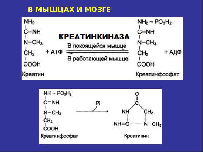 Мышечный креатинфосфат. Креатинкиназа. Креатинфосфат + АДФ. Креатинкиназа биохимия. Строение креатинкиназы.
