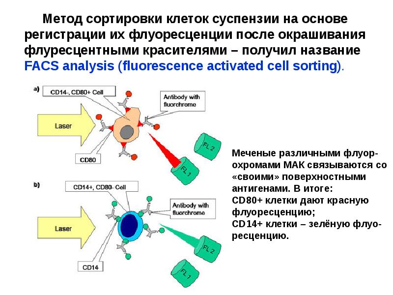 Проточная цитометрия иммунология презентация