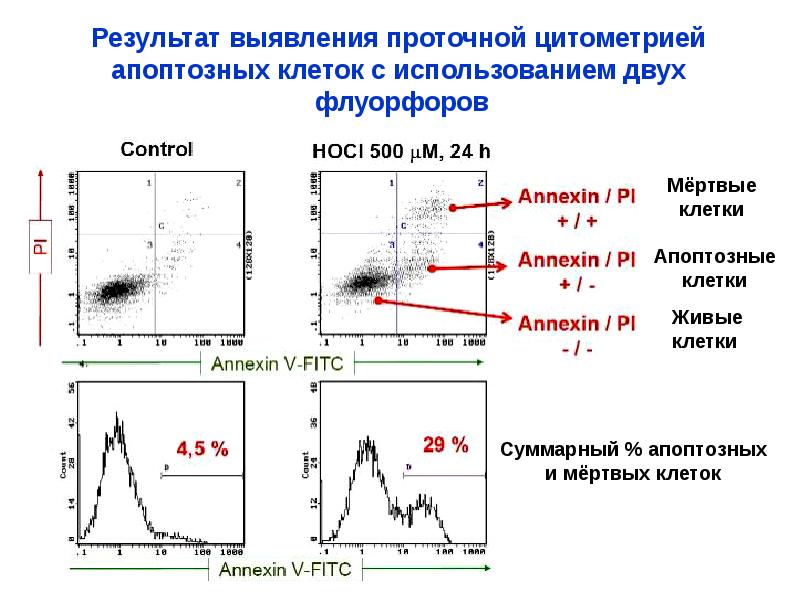 Схема подсчета лимфоцитов разных популяций с помощью проточного цитофлюориметра