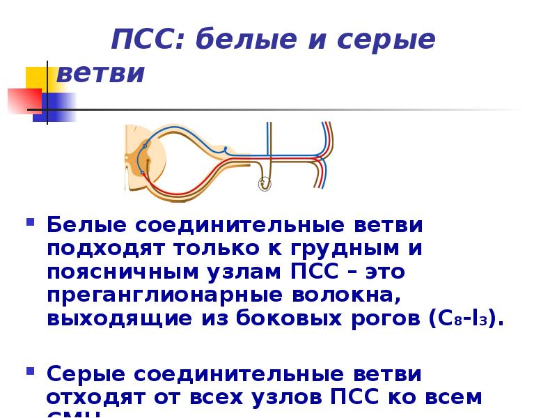 Серые соединительные ветви