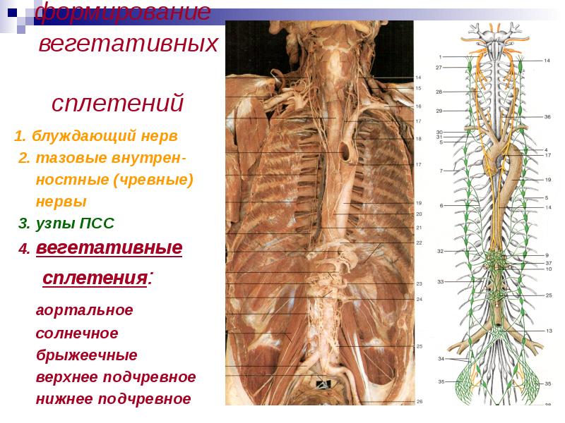 Солнечное сплетение анатомия картинки