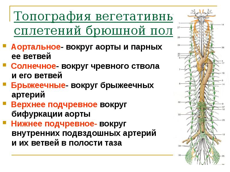 Нервом называется