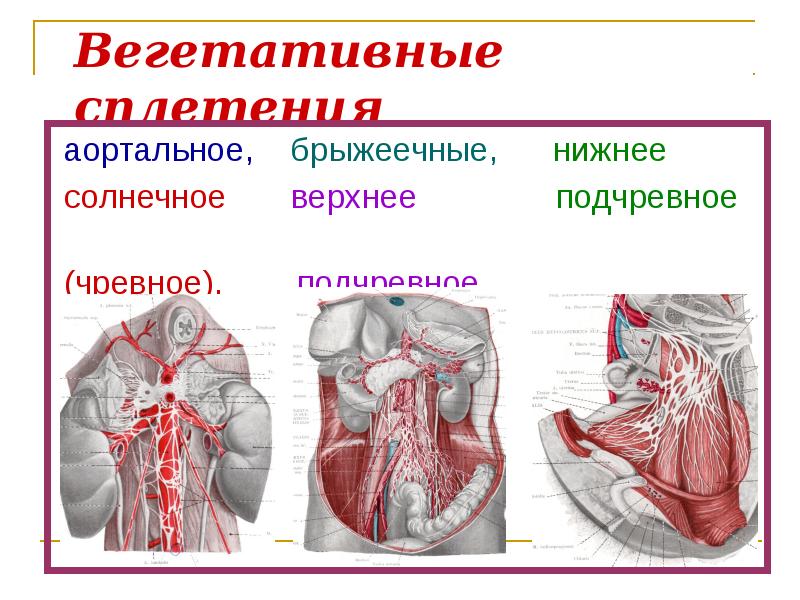 Интересные темы для проекта по анатомии