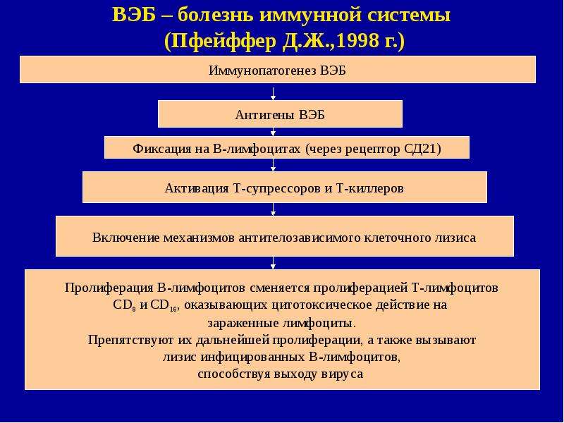 Инфекционный мононуклеоз патогенез схема